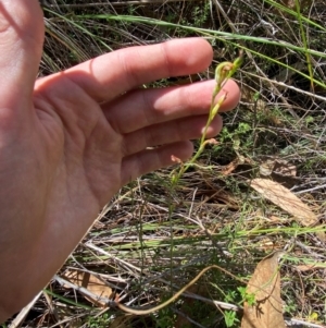 Speculantha rubescens at Black Mountain - 19 Mar 2024