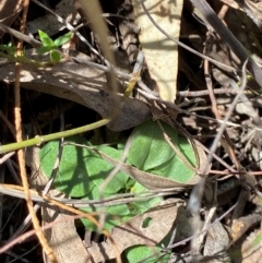 Speculantha rubescens at Black Mountain - suppressed