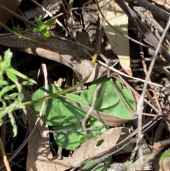 Speculantha rubescens at Black Mountain - 19 Mar 2024