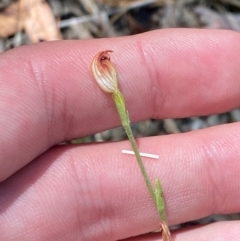 Speculantha rubescens (Blushing Tiny Greenhood) at O'Connor, ACT - 19 Mar 2024 by Tapirlord