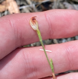 Speculantha rubescens at O'Connor, ACT - suppressed