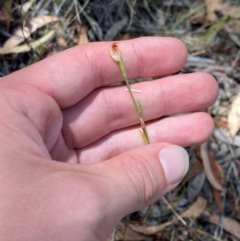 Speculantha rubescens at O'Connor, ACT - 19 Mar 2024