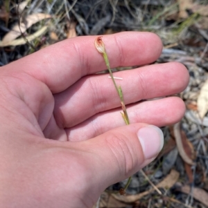 Speculantha rubescens at O'Connor, ACT - suppressed