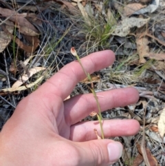 Speculantha rubescens at O'Connor, ACT - suppressed