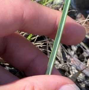 Calochilus sp. at Black Mountain - 19 Mar 2024