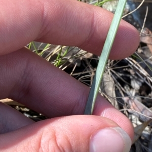 Calochilus sp. at Black Mountain - 19 Mar 2024