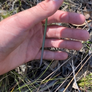 Calochilus sp. at Black Mountain - 19 Mar 2024