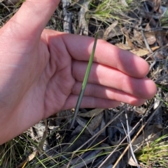 Calochilus sp. at Black Mountain - 19 Mar 2024