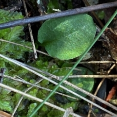 Pterostylis sp. (A Greenhood) at Black Mountain - 19 Mar 2024 by Tapirlord