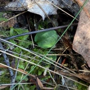 Pterostylis sp. at Black Mountain - suppressed