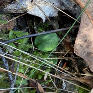 Pterostylis sp. at Black Mountain - suppressed