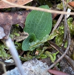 Chiloglottis sp. (A Bird/Wasp Orchid) at Acton, ACT - 19 Mar 2024 by Tapirlord