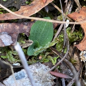 Chiloglottis sp. at Black Mountain - 19 Mar 2024