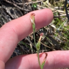 Speculantha rubescens (Blushing Tiny Greenhood) at Black Mountain - 19 Mar 2024 by Tapirlord