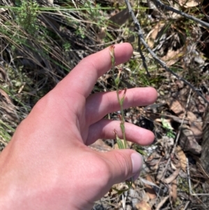 Speculantha rubescens at Point 5822 - suppressed