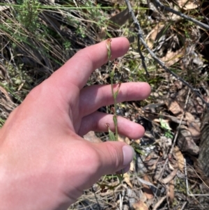 Speculantha rubescens at Point 5822 - suppressed