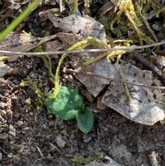 Pterostylis sp. (A Greenhood) at Point 5822 - 19 Mar 2024 by Tapirlord