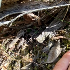 Pterostylis sp. at Point 5821 - suppressed