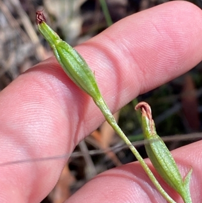 Speculantha sp. (A tiny greenhood) at Black Mountain - 19 Mar 2024 by Tapirlord