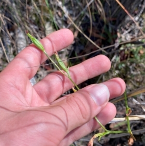 Speculantha sp. at suppressed - 19 Mar 2024