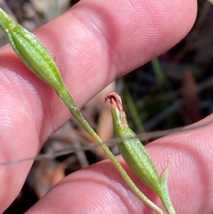 Speculantha sp. at suppressed - 19 Mar 2024