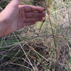 Calochilus sp. at Point 5821 - 19 Mar 2024