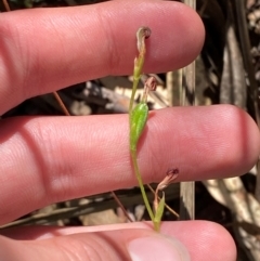 Speculantha sp. (A tiny greenhood) at Black Mountain - 19 Mar 2024 by Tapirlord