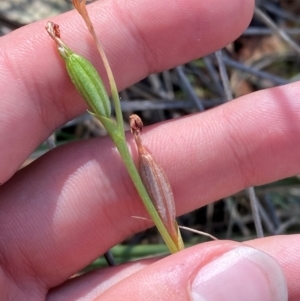 Speculantha sp. at suppressed - 19 Mar 2024