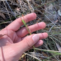 Speculantha sp. at suppressed - 19 Mar 2024