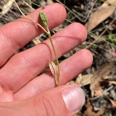 Speculantha sp. (A tiny greenhood) at Black Mountain - 19 Mar 2024 by Tapirlord