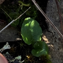 Pterostylis sp. (A Greenhood) at Black Mountain - 19 Mar 2024 by Tapirlord