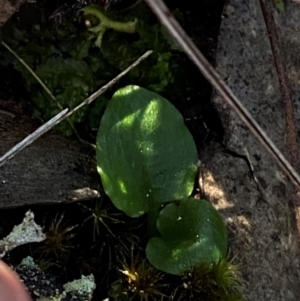 Pterostylis sp. at Black Mountain - 19 Mar 2024