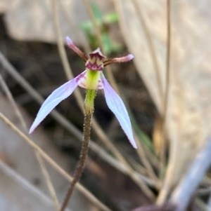 Eriochilus cucullatus at Black Mountain - 19 Mar 2024