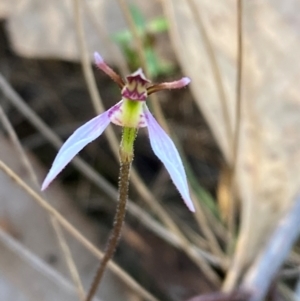 Eriochilus cucullatus (Parson's Bands) at Black Mountain by Tapirlord