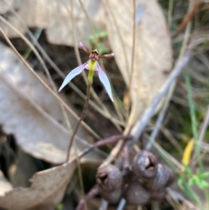 Eriochilus cucullatus at Black Mountain - 19 Mar 2024