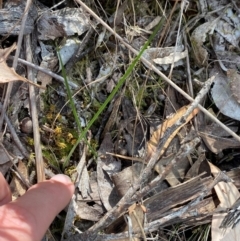 Diuris sp. (A Donkey Orchid) at Acton, ACT - 19 Mar 2024 by Tapirlord