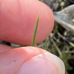 Diuris sp. at Black Mountain - 19 Mar 2024