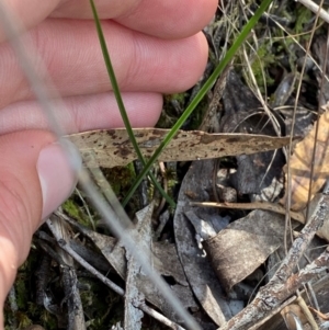 Diuris sp. at Black Mountain - 19 Mar 2024