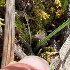 Diuris sp. at Black Mountain - 19 Mar 2024