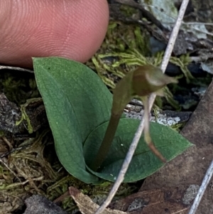 Chiloglottis reflexa (Short-clubbed Wasp Orchid) at Black Mountain by Tapirlord