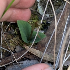 Chiloglottis reflexa at Black Mountain - suppressed