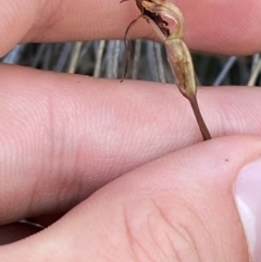 Chiloglottis reflexa at Black Mountain - suppressed