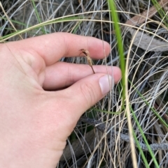 Chiloglottis reflexa at Black Mountain - suppressed