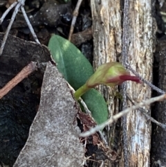 Chiloglottis reflexa at Black Mountain - suppressed