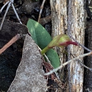 Chiloglottis reflexa at Black Mountain - suppressed