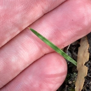 Thelymitra sp. at Black Mountain - suppressed