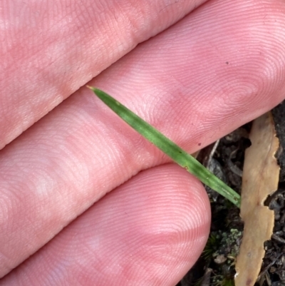 Thelymitra sp. (A Sun Orchid) at Acton, ACT - 19 Mar 2024 by Tapirlord