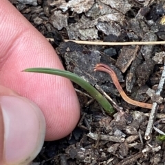 Thelymitra sp. at Black Mountain - suppressed