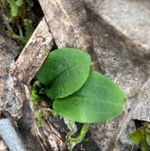 Pterostylis sp. at Black Mountain - 19 Mar 2024