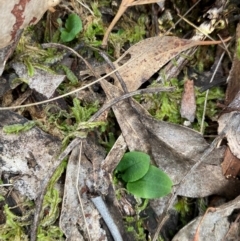 Pterostylis sp. at Black Mountain - 19 Mar 2024